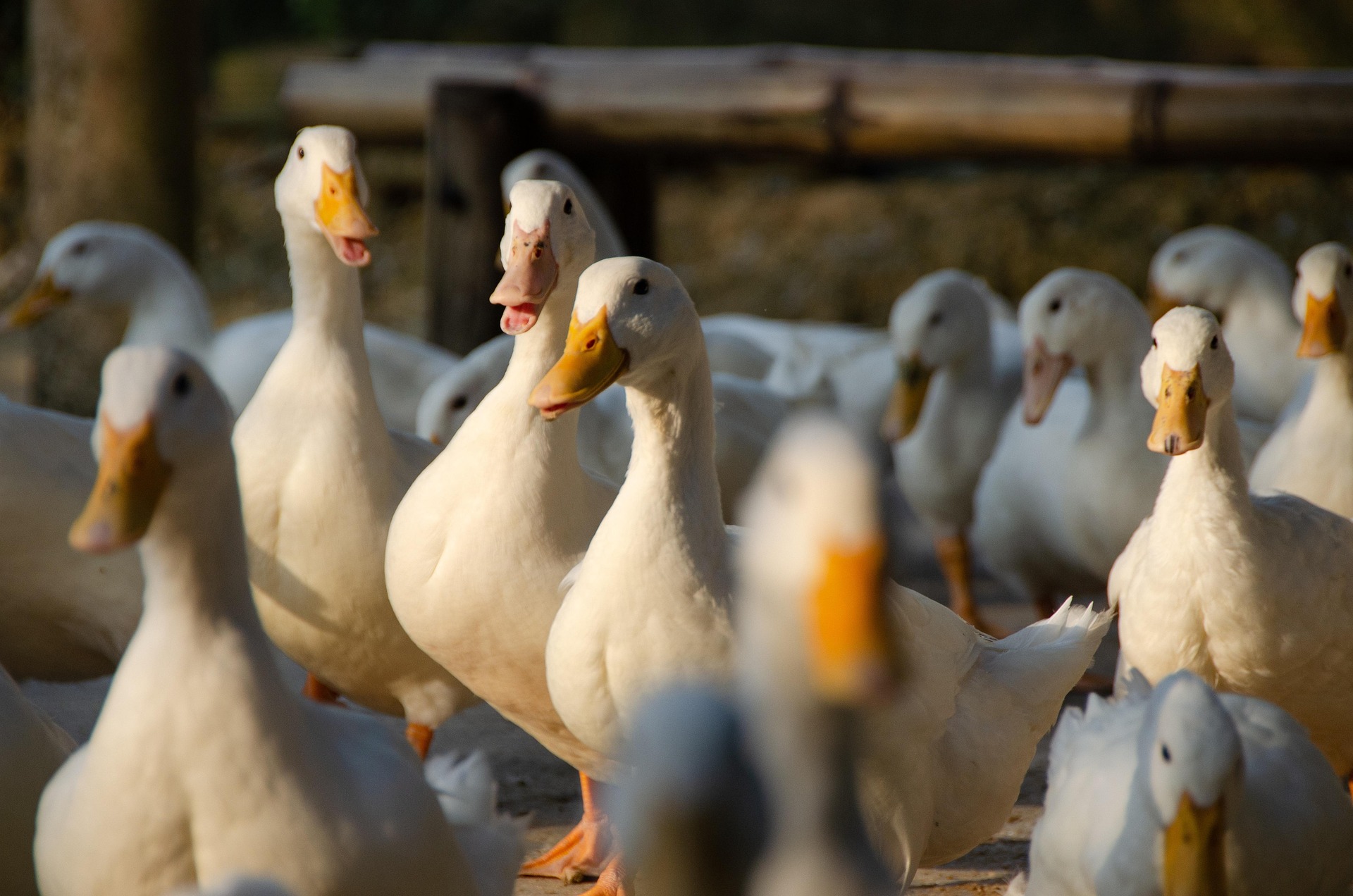 Patos de engorde